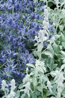 Contrasting textures of Eryngium x zabelii with Stachys byzantina