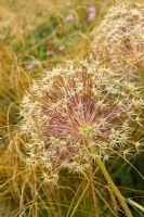 Seedhead of Allium cristophii amongst grasses