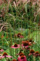 Detail of Echinacea purpurea and Miscanthus sinensis 'Silberspinne'