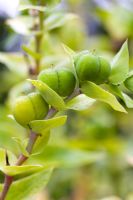 Euphorbia lathyris - Caper Spurge