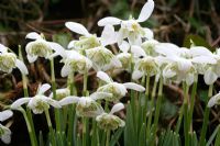 Galanthus nivalis 'Flore Pleno' - Double snowdrop