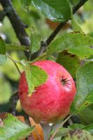 Malus 'James Grieve' - Apples