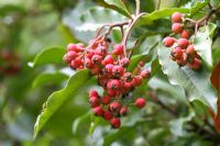 Photinia davidiana berries