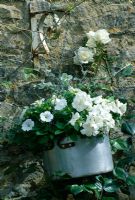 Old aluminium cooking pot planted with Helichrysum, Petunia and Rosa 'White Cockade' - Oxfordshire 