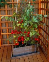 Stainless steel container on deck patio planted with Tomato 'Plum Titania' 