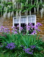 House front with Wisteria floribunda 'Alba', Iris 'Dancers Vale' and Scilla peruviana - Pettifers, Oxfordshire 
