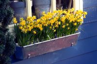 Metal window box planted with Narcissus 'Tete-a-Tete' - Daffodils at  Keukenhof garden, Netherlands