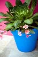 Succulent plant with pink flowers in a blue container on patio in front of pink wall