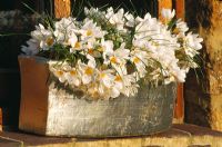 Silver terracotta planter with Crocus 'White Beauty'. Design Clare Matthews