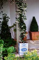 Feta cheese tin container planted with Trachelospermum jasminoides. Design Clare Matthews
