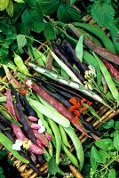 Selection of harvested runner, climbing french and dwarf beans and flowers including the red marbled pods of italian firetongue bean 'Borlotto lingua di fuoca'