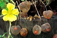 Physalis alkekengi, skeletonised chinese lanterns with their red fruits trapped inside and Tropaeolum majus 'Whirlybird' alongside on the edge of an old oak barrel