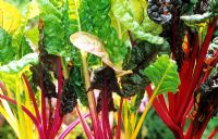 Decorative and tasty vegetable rainbow chard Beta vulgaris 'Bright Lights' with the sun piercing the brilliantly coloured stems