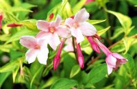 Jasminum x stephanense - Pink summer jasmine in bud and flower