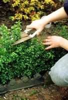 Trimming the top off a newly planted Buxus sempervirens hedge using sheep shears