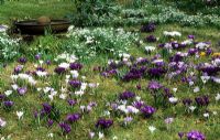 Crocus and Galanthus naturalised in grass
