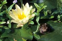 Pond with Nymphaea 'Chromelia' and Toad