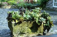 Stone trough planted up with succulents on crushed slate courtyard. Aeoniums and echeveria