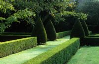 Grass avenue with clipped Buxus hedges and Taxus topiary cones at Hinton Ampner