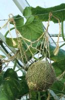 Melon supported by a melon net