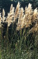 Cortaderia selloana - Pampas grass blowing in the wind