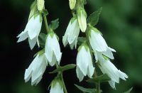 Campanula alliariifolia - Ivory bells