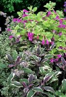 Scented leaved herbs colour themed in purple, pink and silver - Salvia officinalis 'Tricolor' with Thymus 'Silver Queen' and the unusual variegated Calamintha grandiflora 'Variegata'