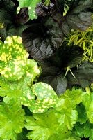 Dramatic contrasts of round leaves - Dark leaved Ligularia 'Britt Marie Crawford', spotted Farfugium japonicum 'Aureomaculatum' and Darmera peltata