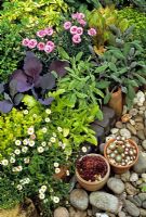 Cottage style raised bed with herbs, vegetables and flowers. Erigeron karvinskianus, Origanum aureum, lettuce, yellow variegated and purple leaved Salvia, variegated Melissa officinalis, Dianthus and red cabbage. Houseleeks - Sempervivums in pots on the pebbles at the front.