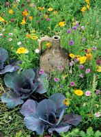 An antique terracotta Mediterranean jar makes a focal point amongst hardy annuals and red cabbage - Centaurea cyanus, Eschscholtzia californica and Calendula officianalis are included in the mix