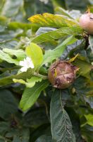 Mespilus germanica - Medlars with fruit and flowers 