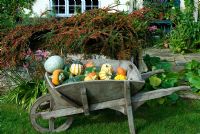 Wheelbarrow of colourful heritage variety pumpkin and squashes on grass in front of wall with Cotoneaster in Autumn garden with house, terrace and porch. Varieties include Turks Turban, Queensland Blue, Winter Festival, Blue Ballet