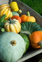 Heritage varieties of pumpkins and squashes in old wooden wheelbarrow. Varieties include pale 'Blue Ballet' in foreground, dark 'Queensland Blue', mulitcoloured 'Winter festival' and orange 'Turks Turban'