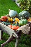 Wheelbarrow of colourful heritage variety pumpkin and squashes on lawn of Autumn garden varieties include Queensland Blue, Winter Festival, Turks Turban and Blue Ballet