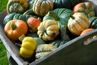Group of heritage variety pumpkins - squashes in old wheelbarrow including 'Turks Turban', Winter Festival and Queensland Blue, in Autumn