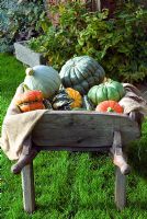 Wheelbarrow of colourful heritage variety pumpkin and squashes on lawn of Autumn garden varieties include Queensland Blue, Blue Ballet, Turks Turban and Winter Festival