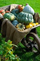 Group of heritage variety pumpkins - squashes in old wheelbarrow including large 'Queensland Blue', Blue Ballet', multicolored 'Winter Festival' and orange 'Turks Turban' against lawn background