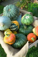 Heritage varieties of pumpkins and squashes in old wooden wheelbarrow. Varieties - orange 'Turks Turban', multicoloured 'Winter Festival', large 'Queensland Blue' and pale 'Blue Ballet'