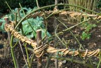 Homemade willow support for Rosa in winter border detail - Coton Manor, Northants