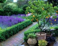 Potted cumquat by hedged Lavandula beds