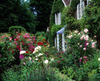 Front of cottage with Rosa in garden