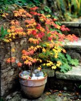 Acer palmatum in terracotta pot with pebble mulch