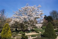 Magnolia x proctoriana AGM - Hilliers arboretum