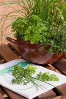 Herbs growing in an old enamel colander - Petroselinum crispum, Origanum, Allium schoenoprasum and Thymus. Herbs cut onto linen tea towel