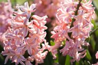 Hyacinthus 'Gipsy Queen'