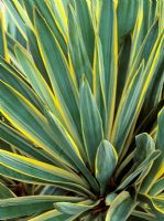Yucca gloriosa 'Variegata'


