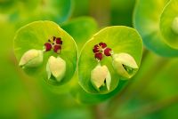 Euphorbia flowers