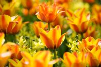 Tulipa 'Cape Cod' and Narcissus 'Hawera'
