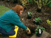 Lady planting hardy Geranium 'Spinners'