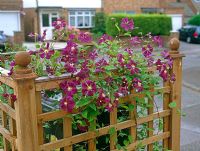 Wheely bin shelter camouflaged by  Clematis 'Etoile Violette' 